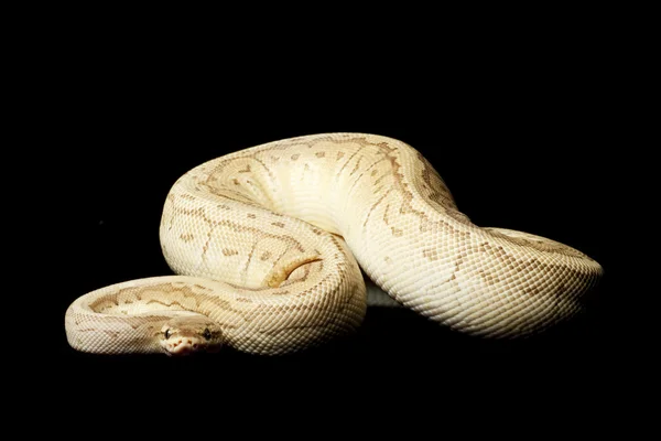 Pastell king pin ball python — Stockfoto