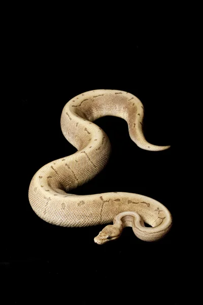 Choklad spinner ball python — Stockfoto