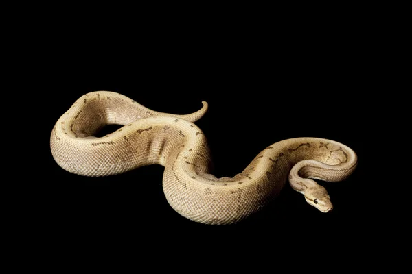 Σοκολάτα κλώστης μπάλα python — Φωτογραφία Αρχείου