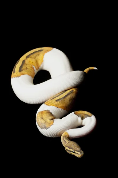 Ghost piebald ball python — Stock Photo, Image