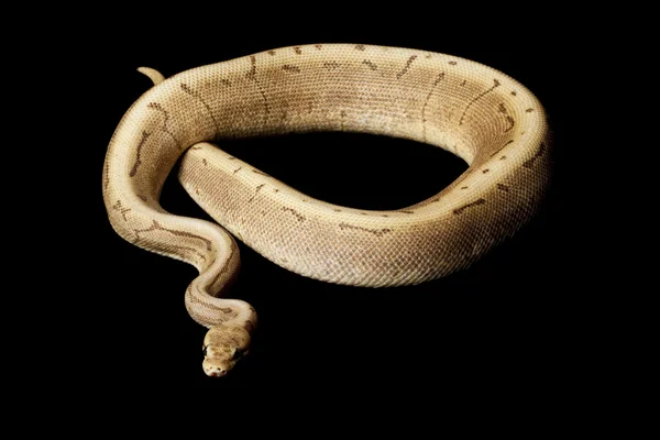 Choklad spinner ball python — Stockfoto