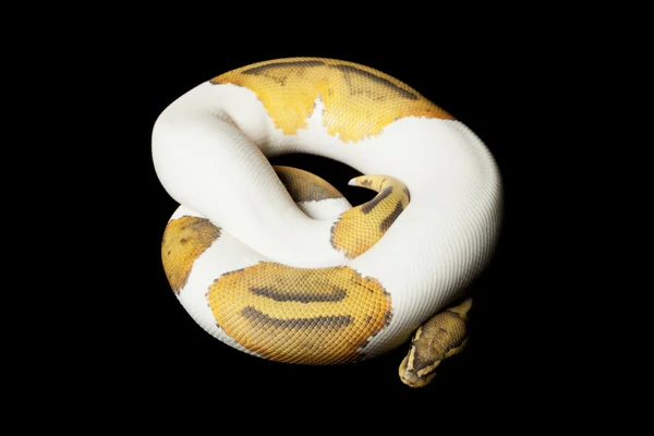 Fantasma piebaldo bola python — Fotografia de Stock