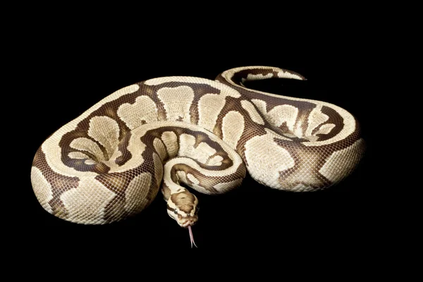 Bola de espectro de fogo python — Fotografia de Stock