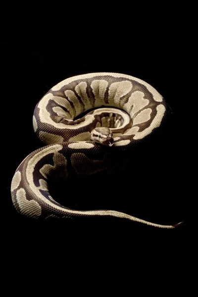 Fire specter ball python — Stock Photo, Image