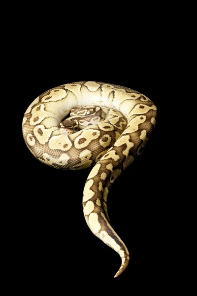粉彩黄油球 python — 图库照片