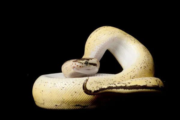 柔和的超级条纹球 python — 图库照片