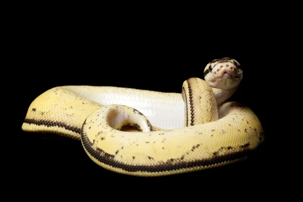 Pastel super stripe bola python — Fotografia de Stock