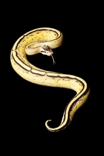 Pastel süper şerit top python — Stok fotoğraf