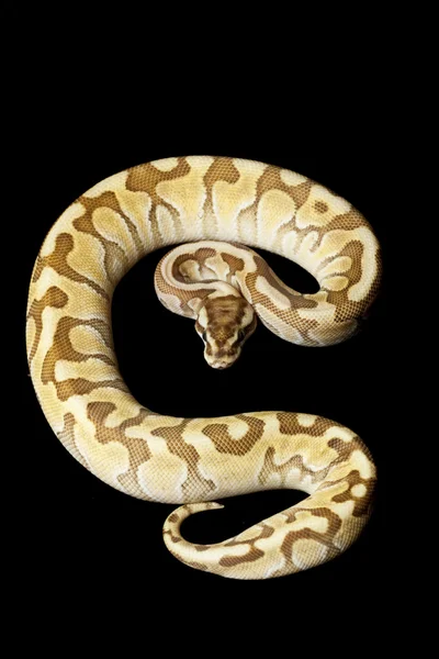 Woma menor platina enchi bola python — Fotografia de Stock