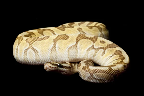 Woma mindre platina enchi ball python — Stockfoto