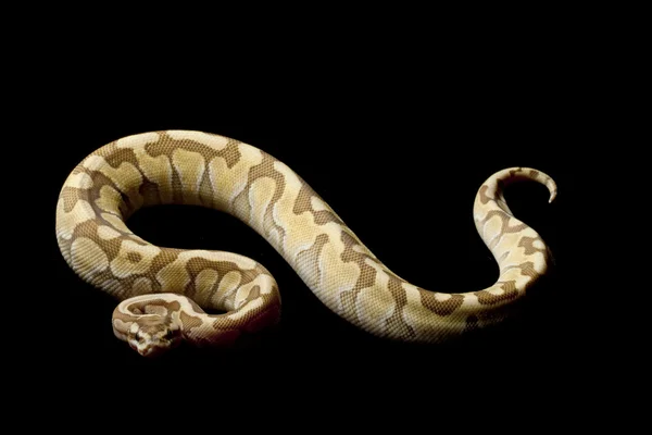 Woma mindre platina enchi ball python — Stockfoto