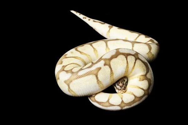 Queen bee bal python — Stockfoto