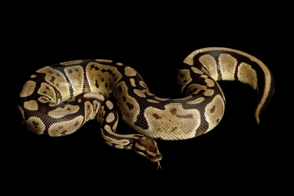 Žulová koule Pythonu — Stock fotografie