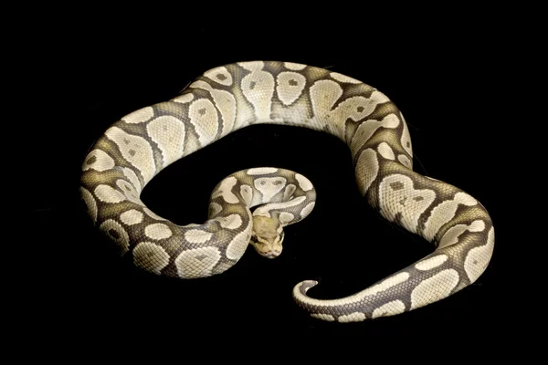 Hayalet top python — Stok fotoğraf