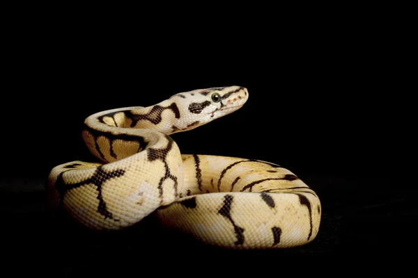 Bumble bee python piłkę — Zdjęcie stockowe