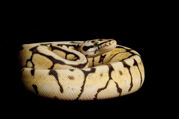 Bumble bee python piłkę — Zdjęcie stockowe