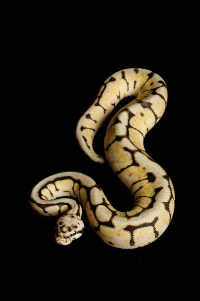 Bumble Bee Ball Python — Stock Photo, Image