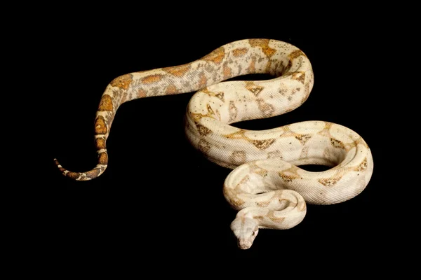 Hogg eiland boa — Stockfoto