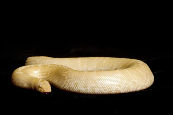 雪肯尼亚砂蟒蛇 — 图库照片