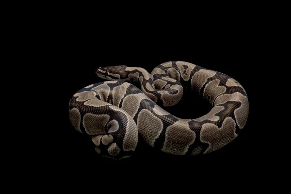 Axanthic μπάλα python — Φωτογραφία Αρχείου