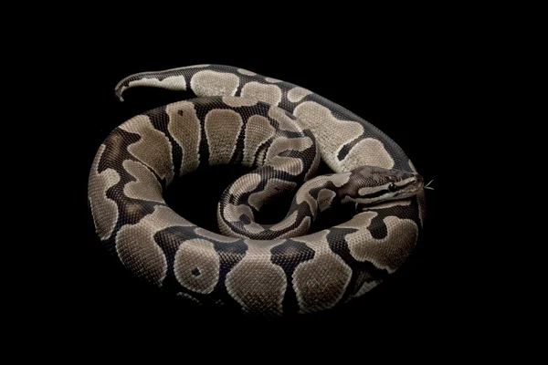 Axanthic 球 python — 图库照片