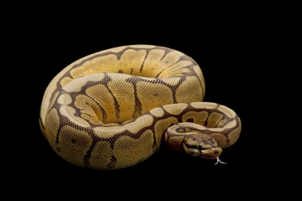 Spinnen-Mojave-Kugelpython — Stockfoto