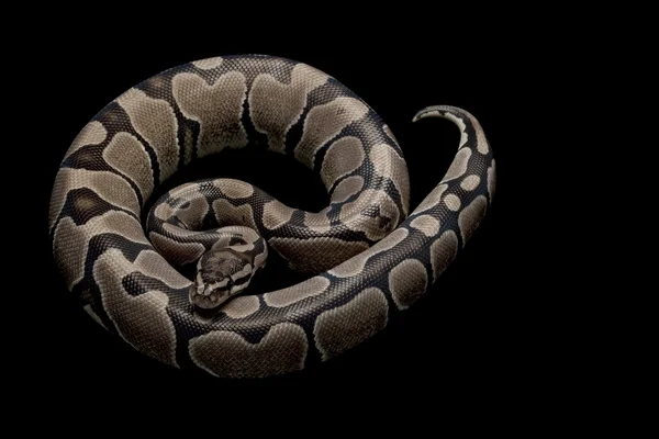 Axanthic Ball Python — Stock Fotó