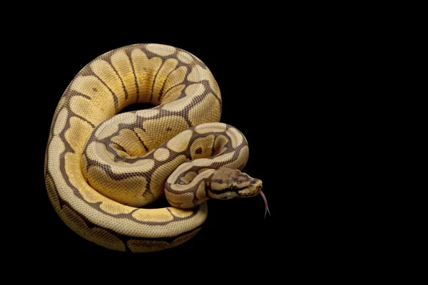 Spider Mojave bola python — Fotografia de Stock