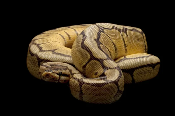 Örümcek mojave top python — Stok fotoğraf