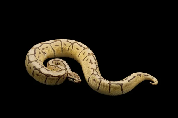 Spider Mojave ball python — Stock Photo, Image