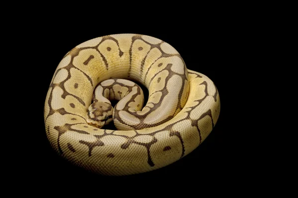 Spider Mojave bola python — Fotografia de Stock