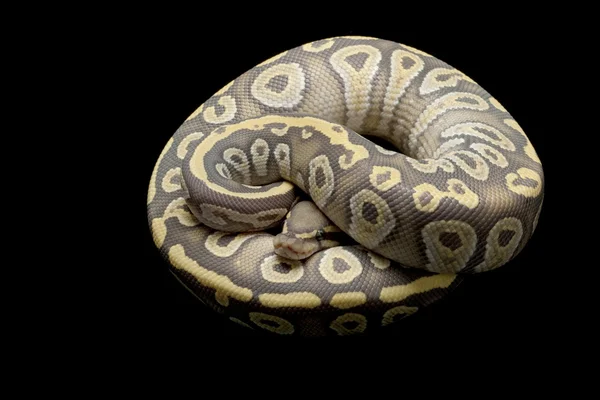 Ghost Mojave ball python — Stock Photo, Image