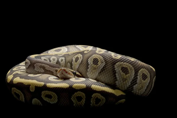 莫哈韦沙漠球 python 的鬼 — 图库照片