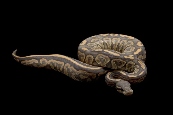 Ghost zwarte pastel bal python — Stockfoto