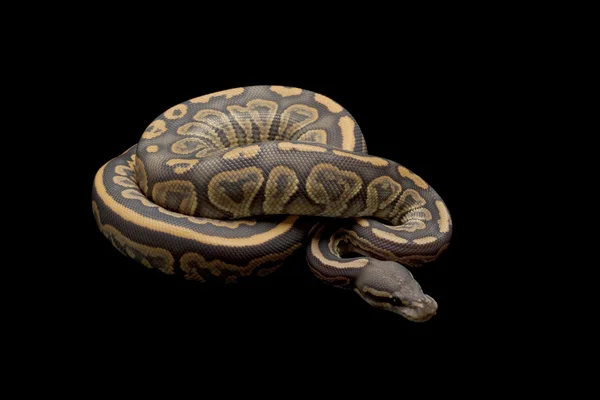 Bola Pastel Hitam python — Stok Foto