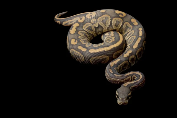 Fantasma preto pastel bola python — Fotografia de Stock