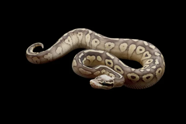 Σούπερ παστέλ βούτυρο μπάλα python — Φωτογραφία Αρχείου