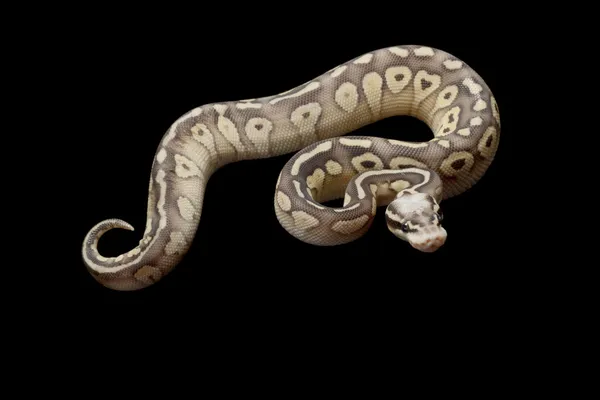 Super pastell smör ball python — Stockfoto