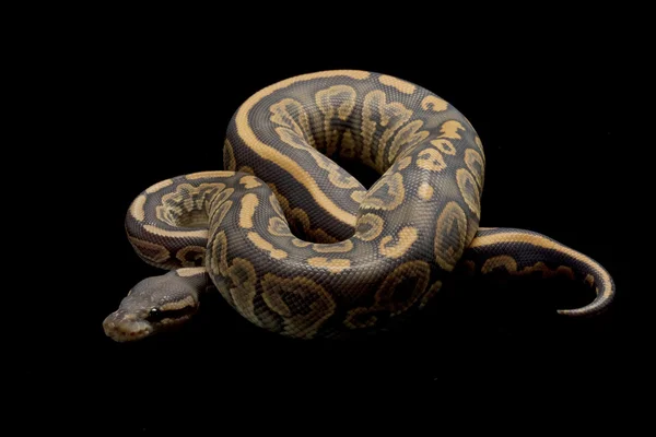 Fantasma preto pastel bola python — Fotografia de Stock
