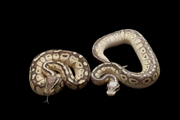 Pastel butter and super pastel butter ball pythons — Stock Photo, Image