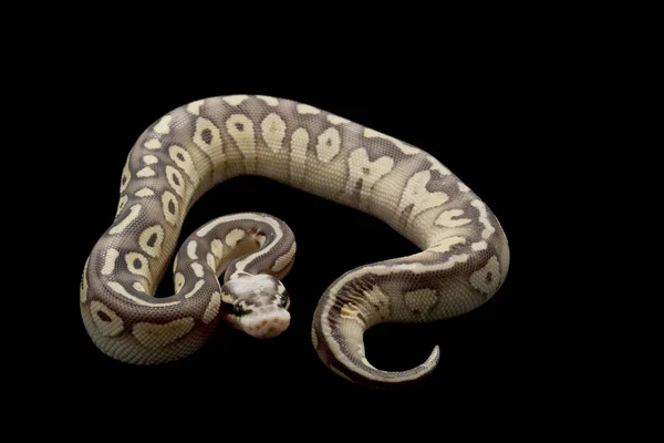 Süper pastel tereyağı top python — Stok fotoğraf