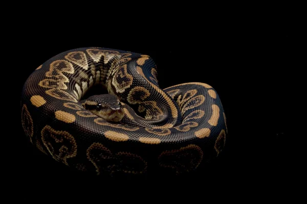 Černé pastelové míč python — Stock fotografie