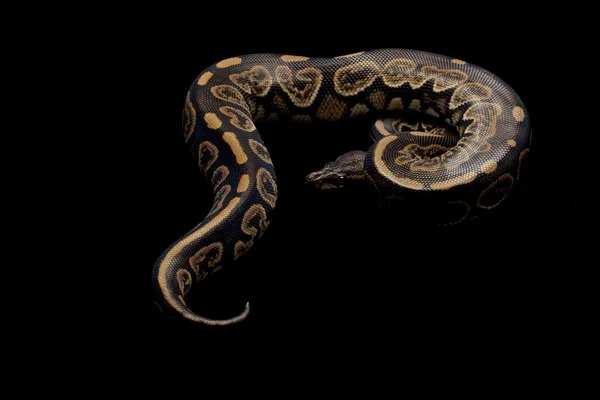 Μαύρη παστέλ μπάλα python — Φωτογραφία Αρχείου