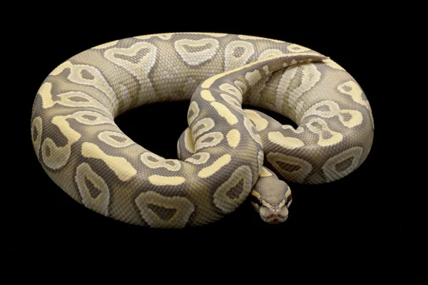 Ghost Mojave ball python — Stock Photo, Image