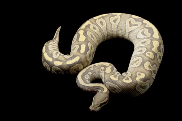 Ghost Mojave ball python — Zdjęcie stockowe