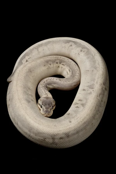 Silver Streak Ball Python