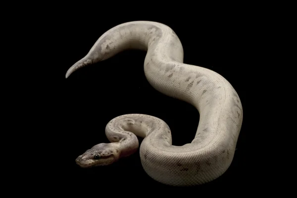 Estrela de prata bola python — Fotografia de Stock