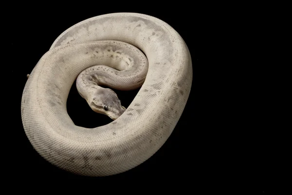 Ασημένια ράβδωση μπάλα python — Φωτογραφία Αρχείου