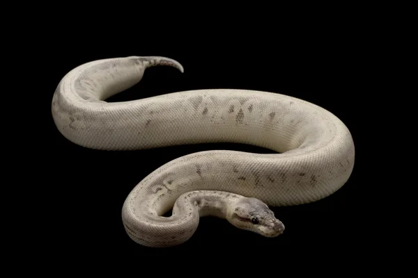 Ασημένια ράβδωση μπάλα python — Φωτογραφία Αρχείου