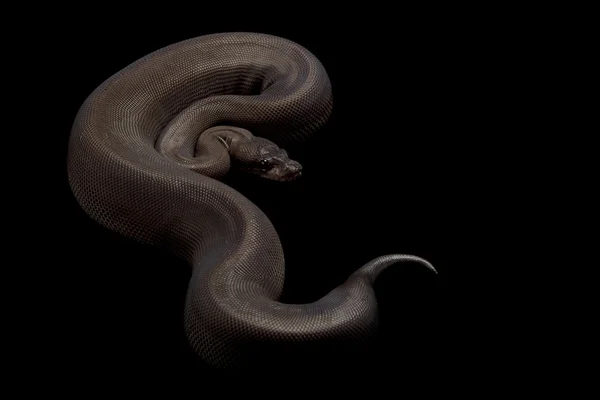 超级肉桂球 python — 图库照片